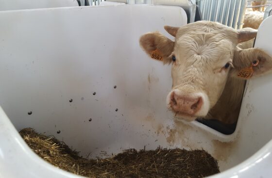 Cow inside CRFI Manger